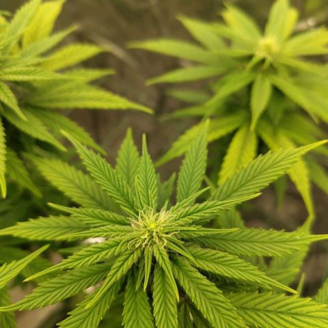 Cookies growlog timeline photo