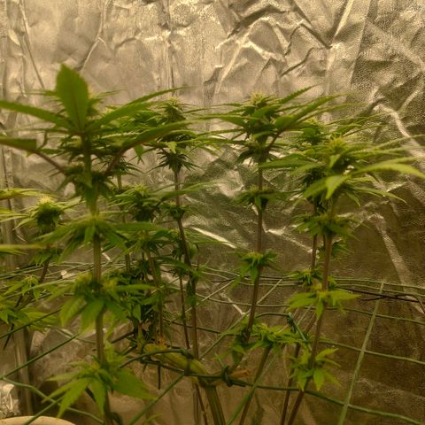 Cookies growlog timeline photo