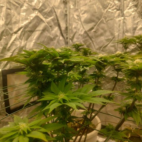 Moby Dick growlog timeline photo