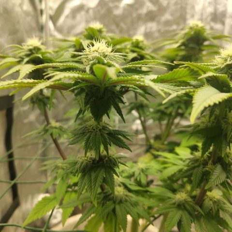 Moby Dick growlog timeline photo
