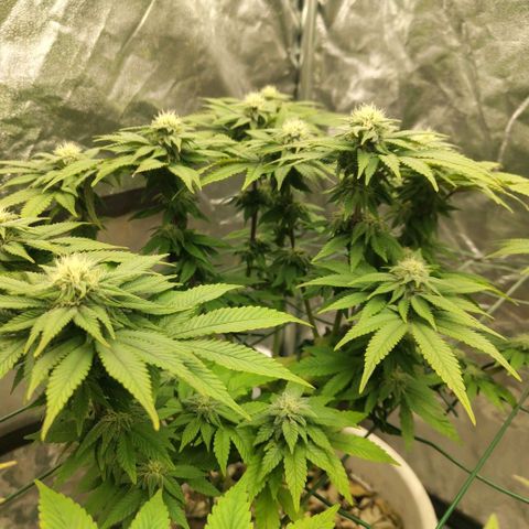 Moby Dick growlog timeline photo