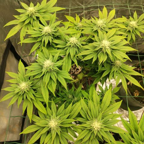 Moby Dick growlog timeline photo