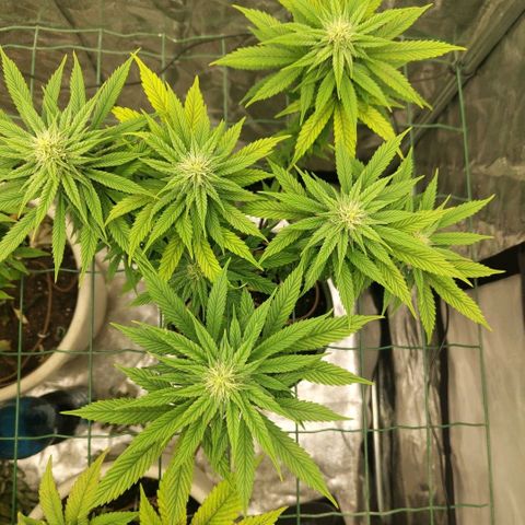 Cookies growlog timeline photo