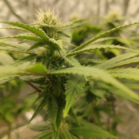 Cookies growlog timeline photo