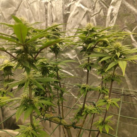 Cookies growlog timeline photo