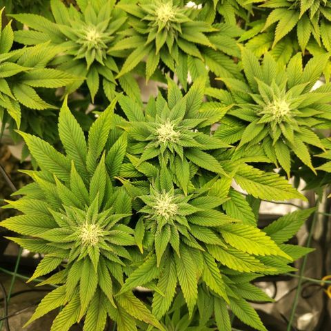 Moby Dick growlog timeline photo
