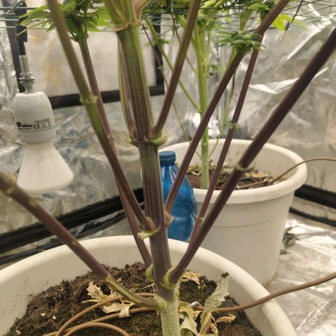Moby Dick growlog timeline photo