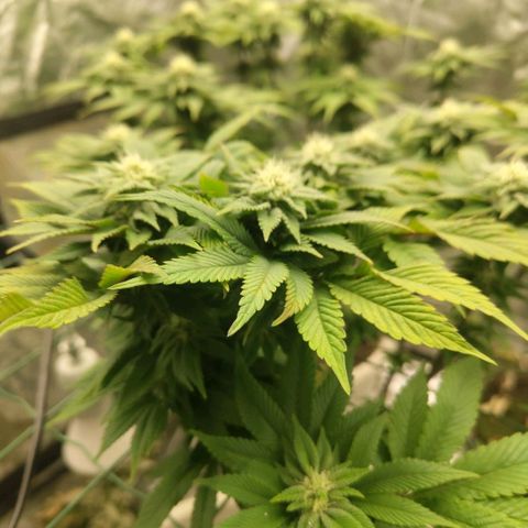 Moby Dick growlog timeline photo