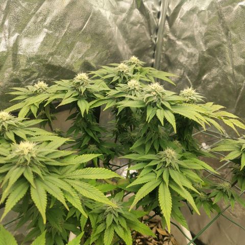 Moby Dick growlog timeline photo