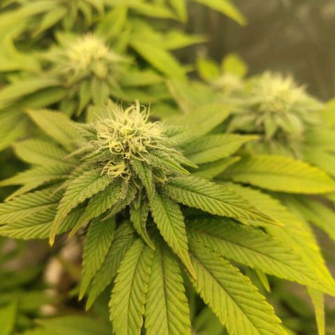 Moby Dick growlog timeline photo