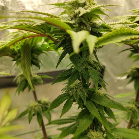 Moby Dick growlog timeline photo