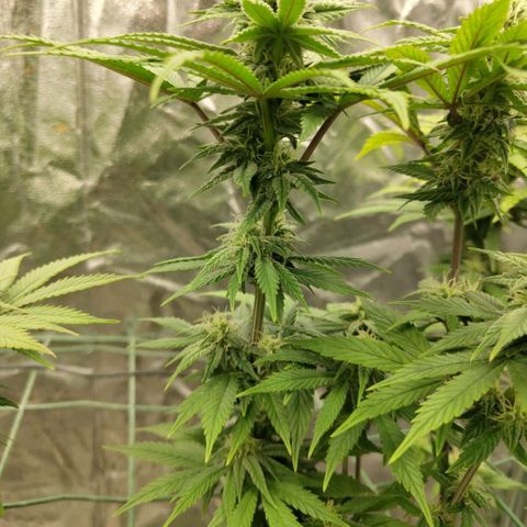 Cookies growlog timeline photo