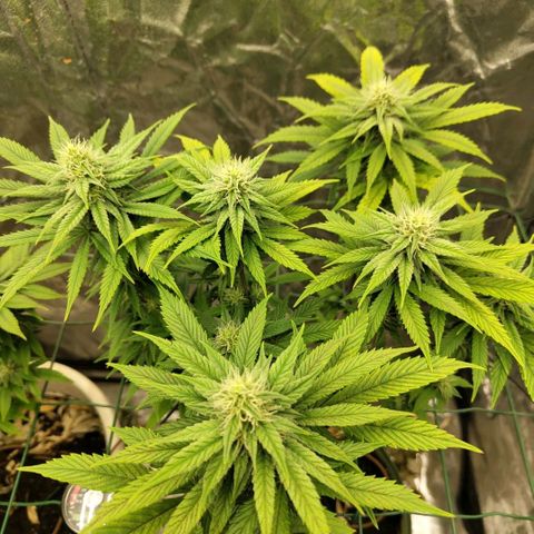 Cookies growlog timeline photo
