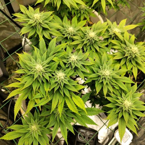 Moby Dick growlog timeline photo