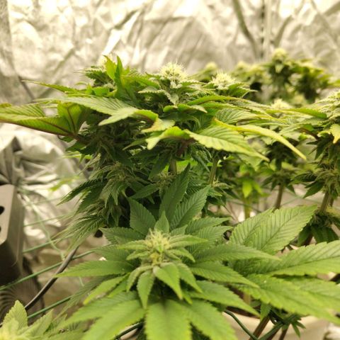 Moby Dick growlog timeline photo