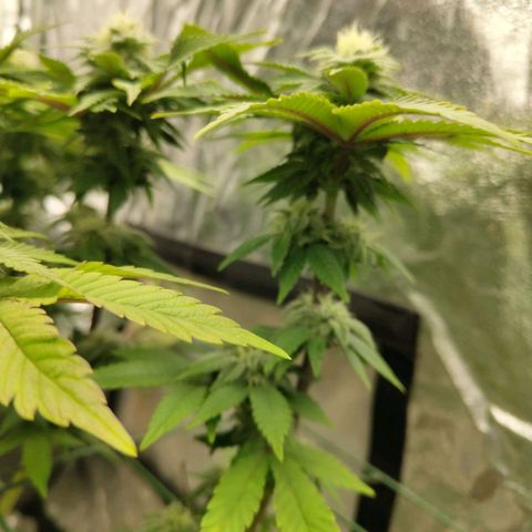 Moby Dick growlog timeline photo