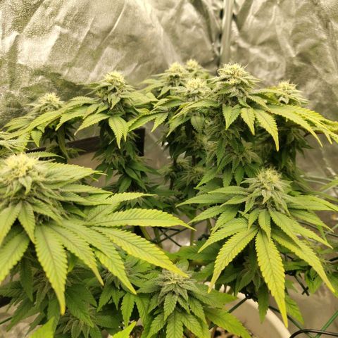 Moby Dick growlog timeline photo