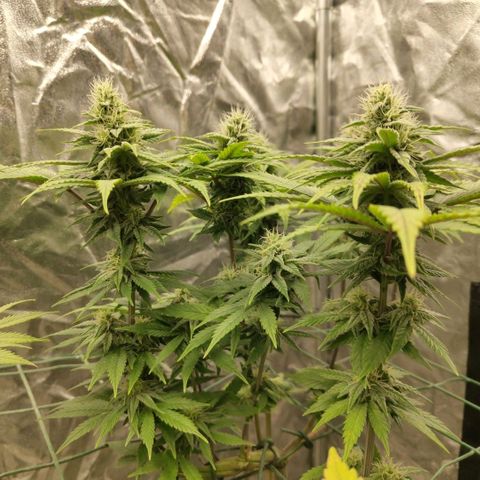Cookies growlog timeline photo