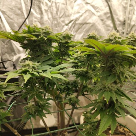 Moby Dick growlog timeline photo