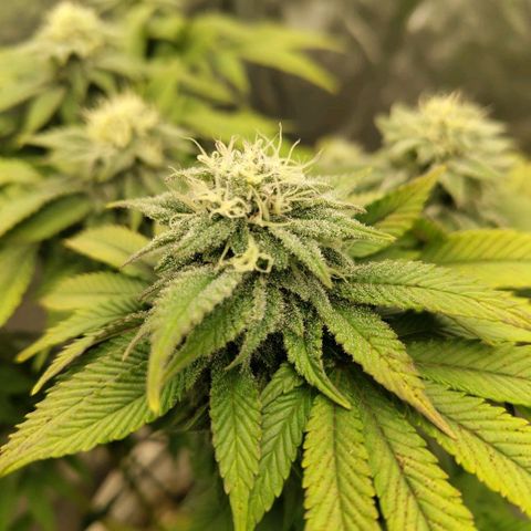 Moby Dick growlog timeline photo