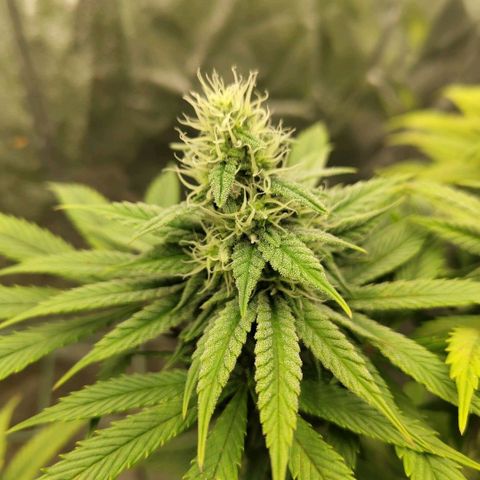Cookies growlog timeline photo