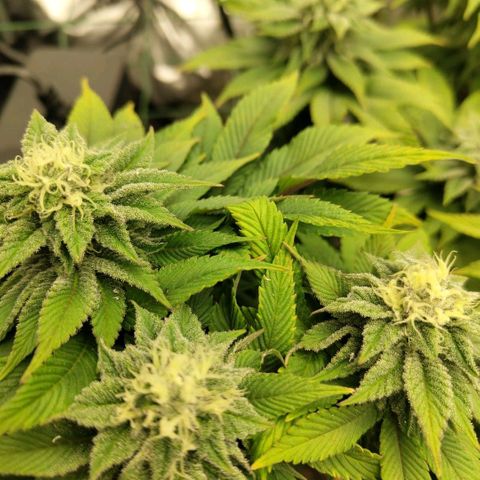 Moby Dick growlog timeline photo