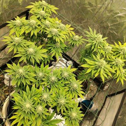 Moby Dick growlog timeline photo