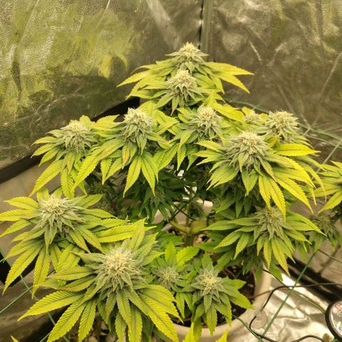 Moby Dick growlog timeline photo