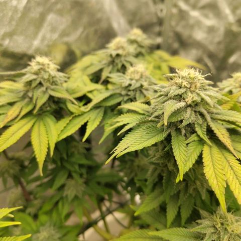 Moby Dick growlog timeline photo