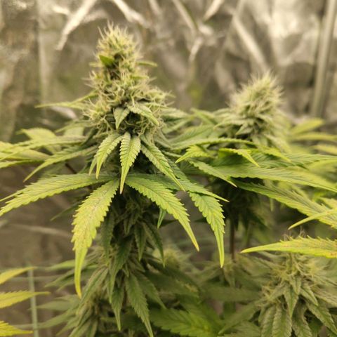 Cookies growlog timeline photo
