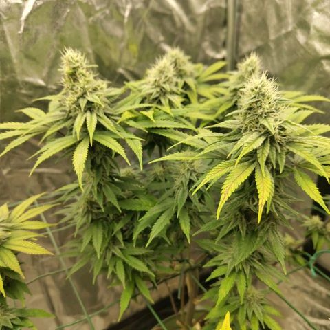Cookies growlog timeline photo