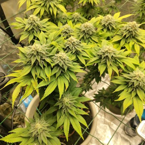 Moby Dick growlog timeline photo