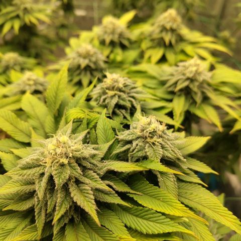 Moby Dick growlog timeline photo