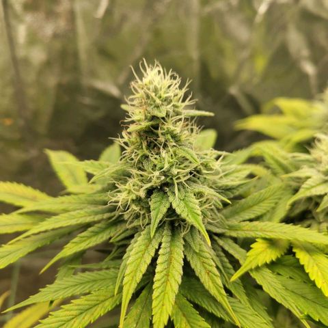 Cookies growlog timeline photo