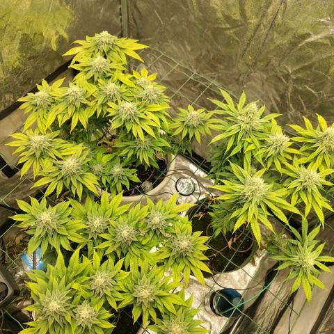 Moby Dick growlog timeline photo