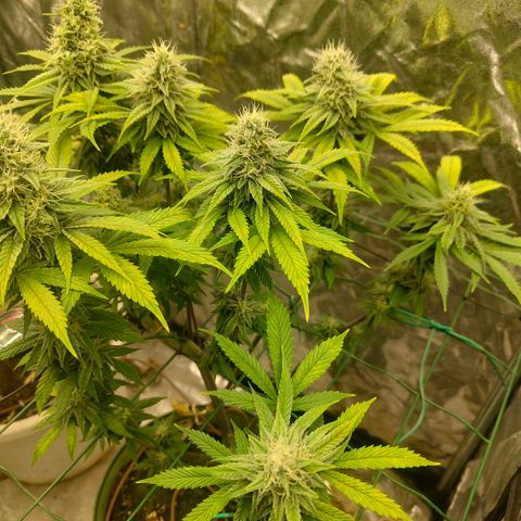 Cookies growlog timeline photo