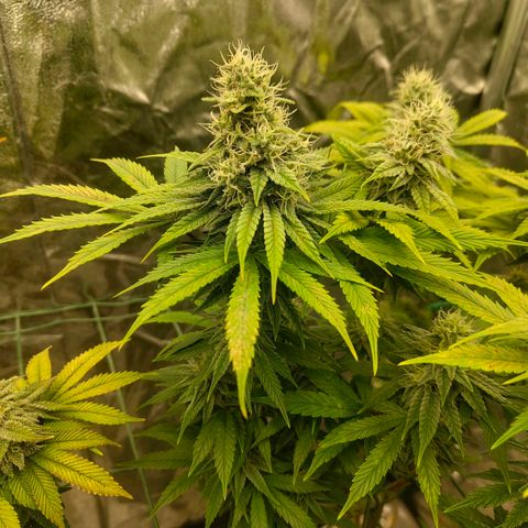 Cookies growlog timeline photo