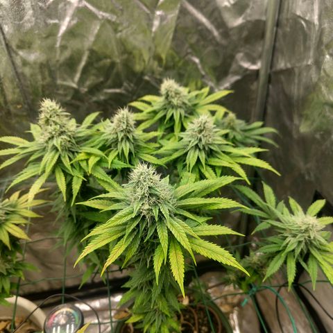 Cookies growlog timeline photo