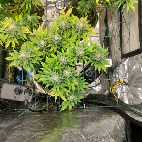 Moby Dick growlog timeline photo