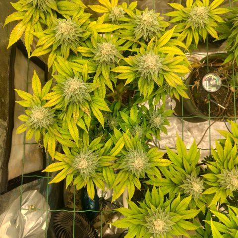 Moby Dick growlog timeline photo