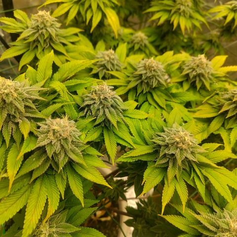 Moby Dick growlog timeline photo