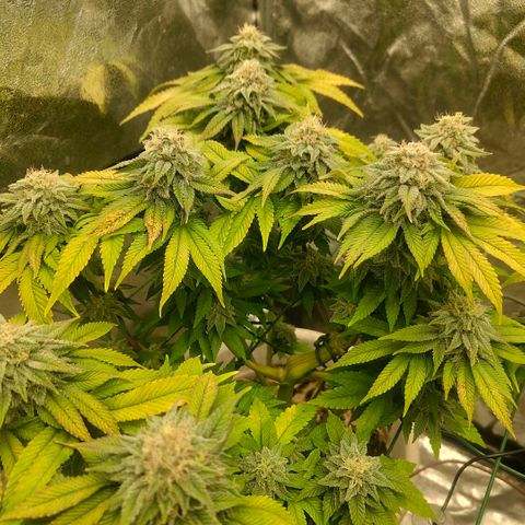 Moby Dick growlog timeline photo