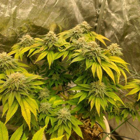 Moby Dick growlog timeline photo