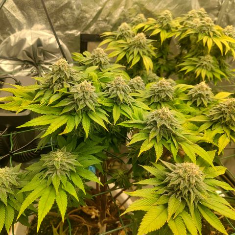 Moby Dick growlog timeline photo