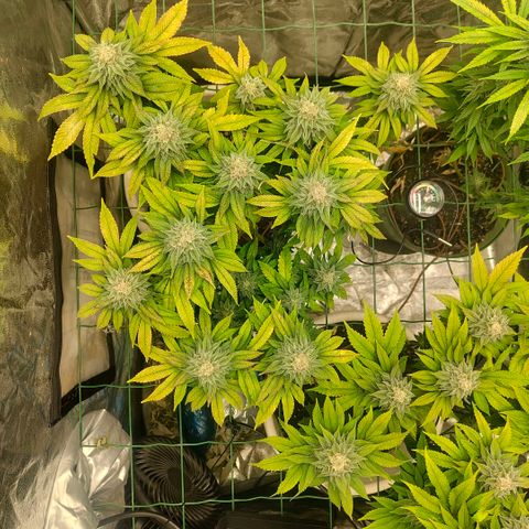 Moby Dick growlog timeline photo