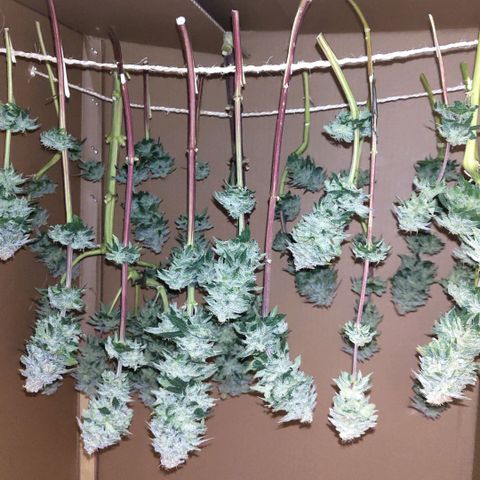 Moby Dick growlog timeline photo