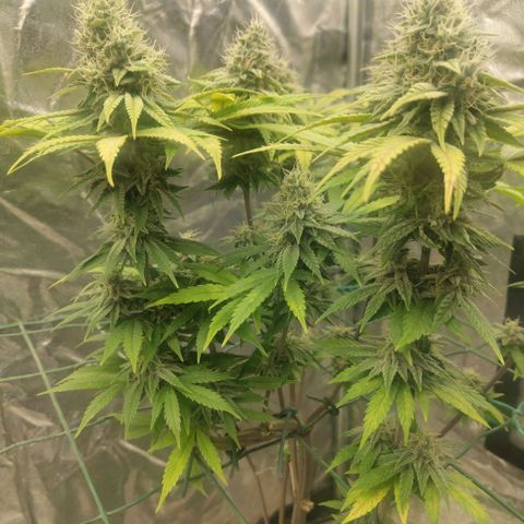 Cookies growlog timeline photo