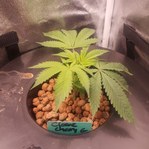 DWCCherryG Clone #1 Next growlog timeline photo