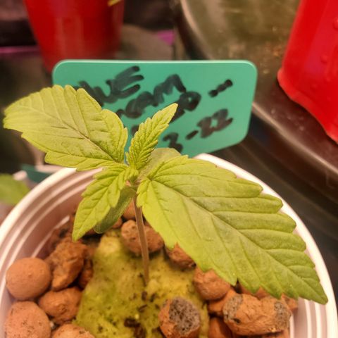 Blue Dream (solo cup challange) growlog timeline photo