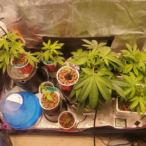 Blue Dream (solo cup challange) growlog timeline photo